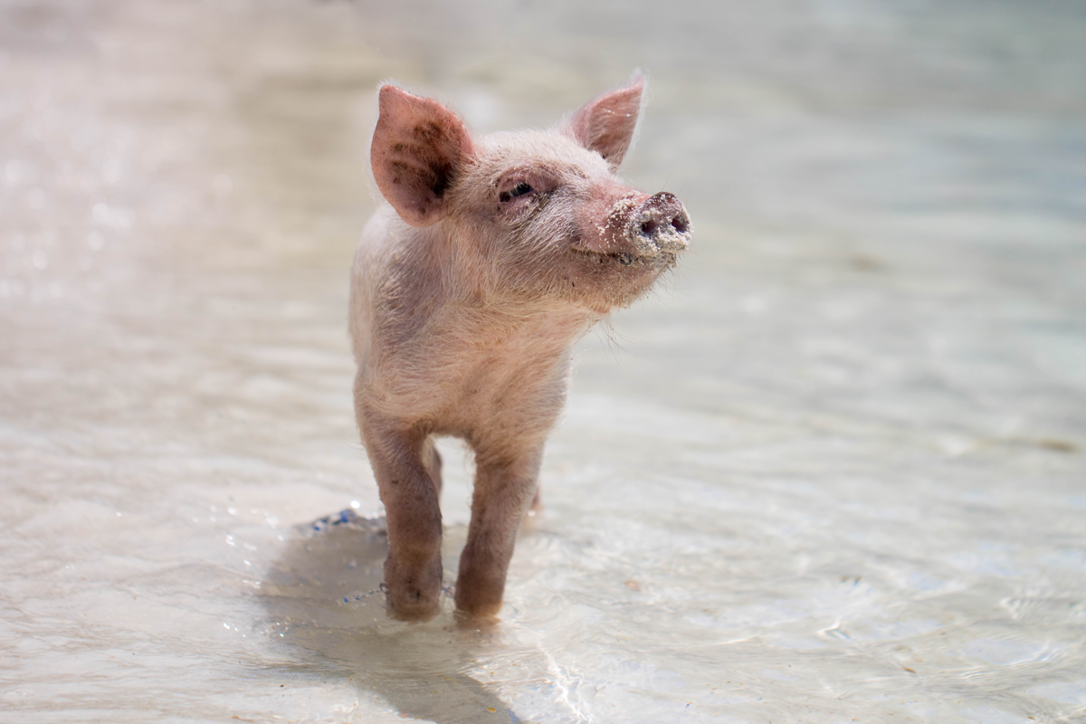 Cochon qui marche sur l'eau