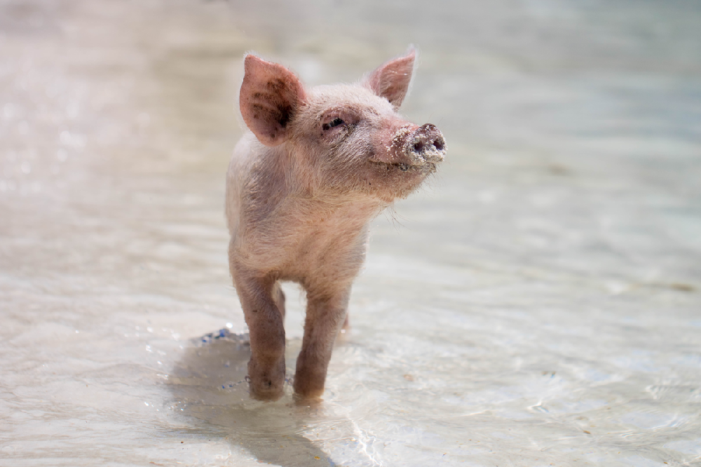 DeliCo - Pig 